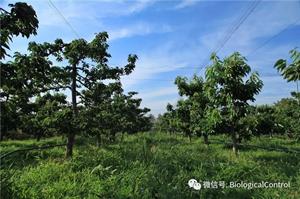 果树抗旱栽培技术(干旱地区果树抗旱栽植技术)