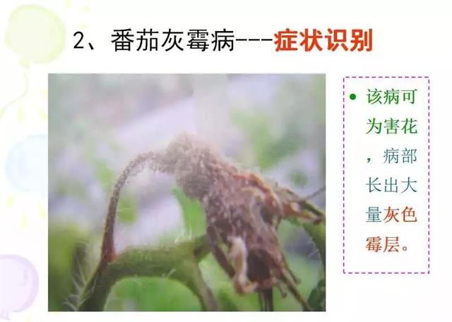 番茄病虫害图解及防治方法(番茄病虫害图片与防治方法)