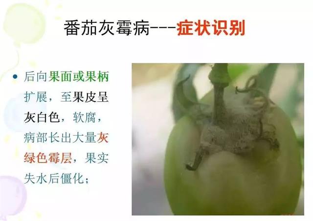 番茄病虫害图解及防治方法(番茄病虫害图片与防治方法)