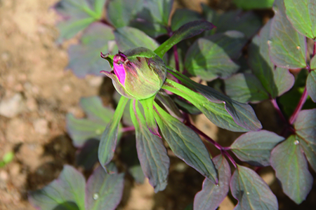 牡丹花怎么种植(牡丹花种植技术)