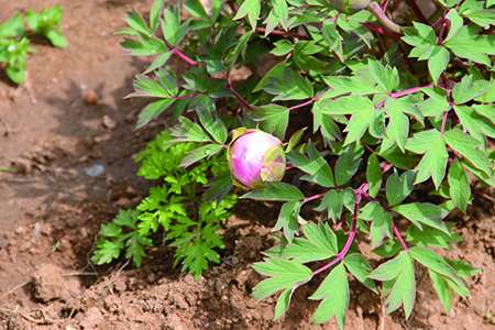 牡丹花怎么种植(牡丹花种植技术)