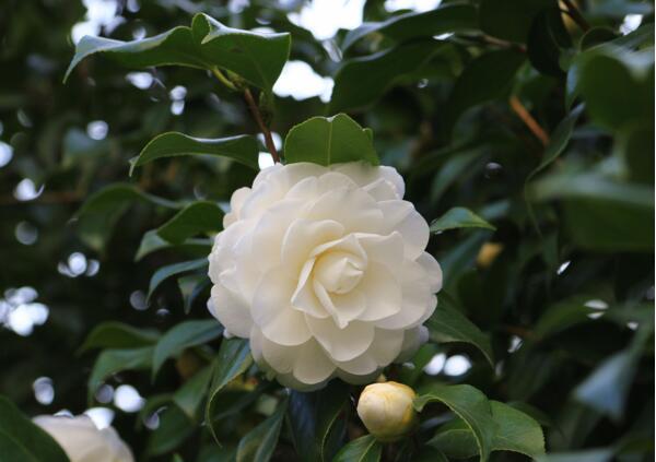 山茶花怎么养(山茶花怎么养护最好)