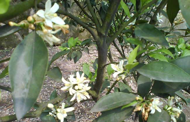 柑橘的种植条件(柑橘种植大户典型材料)