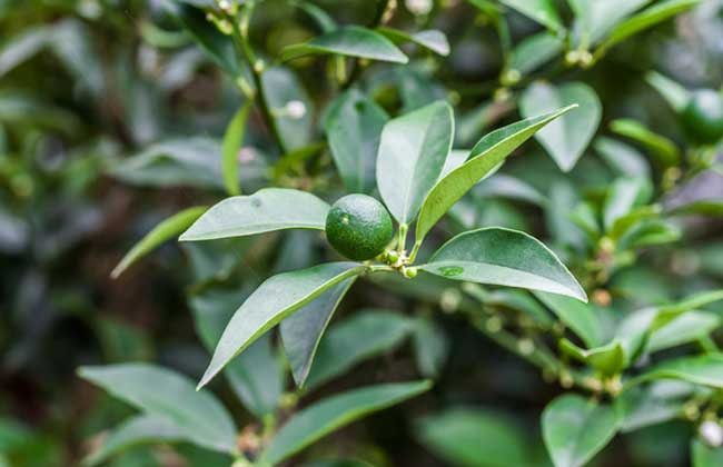 柑橘的种植条件(柑橘种植大户典型材料)