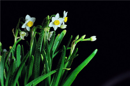 水仙花春天怎么种植(水仙花种植方法步骤)