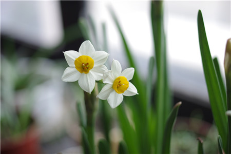 水仙花春天怎么种植(水仙花种植方法步骤)