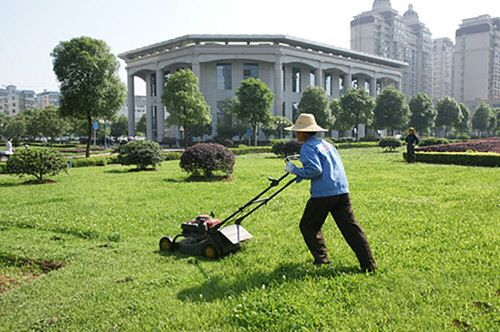 草坪栽植养护要点