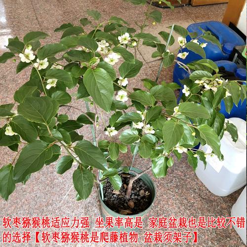 盆栽猕猴桃怎么种植方法