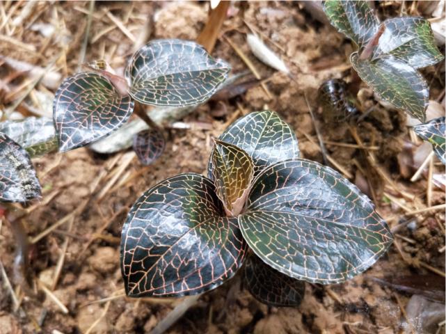 金线莲种植方法和条件