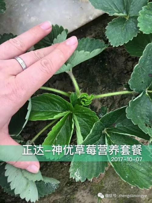 草莓断根促花芽