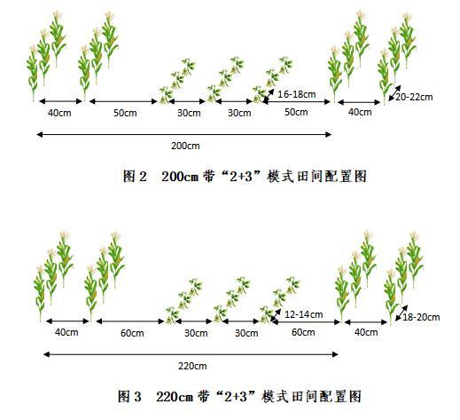 玉米大豆带状复合种植原理