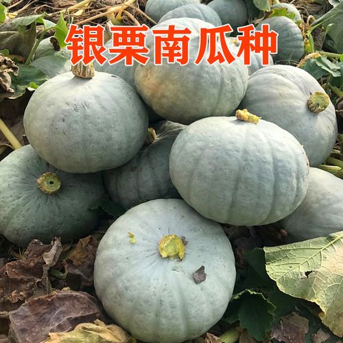 银栗南瓜种植管理技术