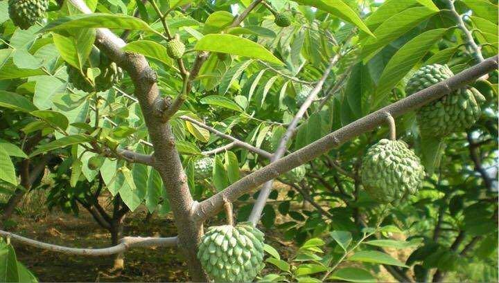 田间示范秀释迦果的种植技术