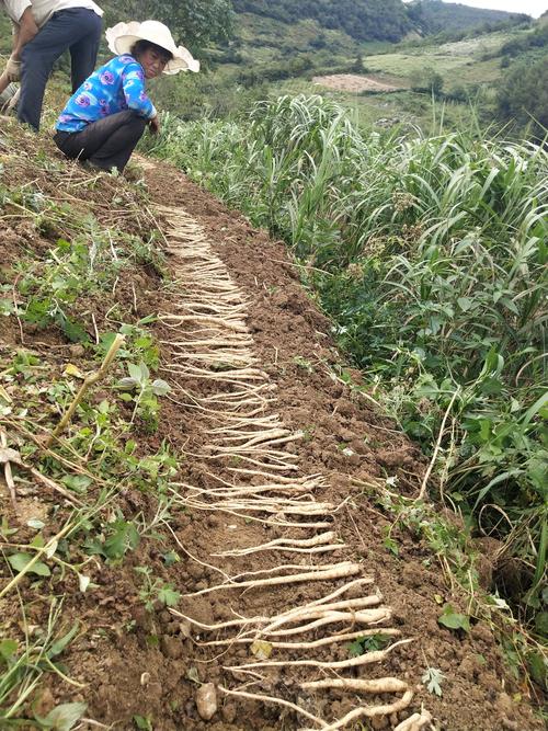 野生土党参种植技术