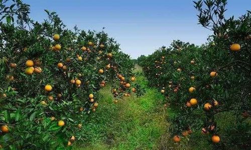 北流柑橘种植技术(高素质农民培训柑橘种植技术试题)