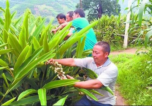 砂仁几月份种植技术