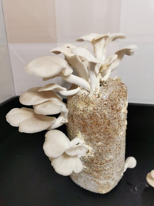 种蘑菇过程和成长(在家种蘑菇的视频)