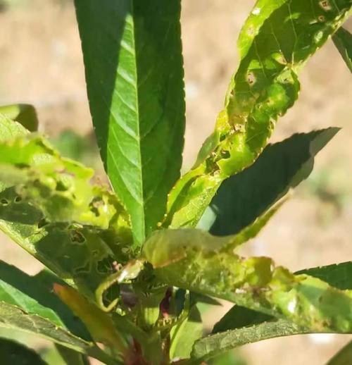 金银花种植病虫害