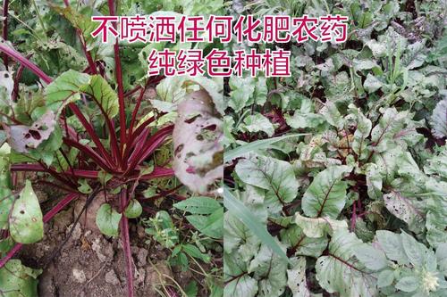 红甜菜几月份播种