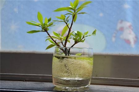 水培栀子花的栽培办法(栀子花水培专用营养土)