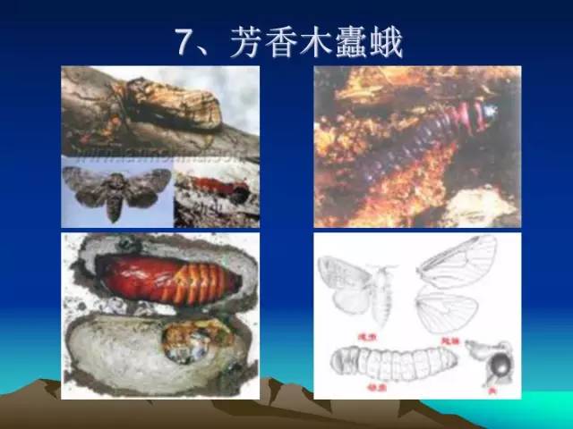 核桃主要病虫害防治技术(大棚西瓜主要病虫害防治技术)