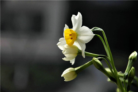 怎么样调节水仙花长高(我的植物朋友水仙花)