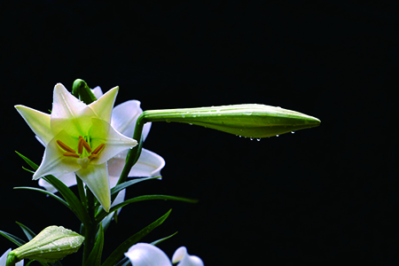 百合花怎么种植家庭养法(百合花怎么养怎么种)