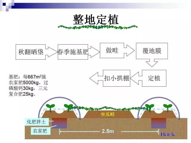 34个课件讲述种植西瓜(种植西瓜技术指导)