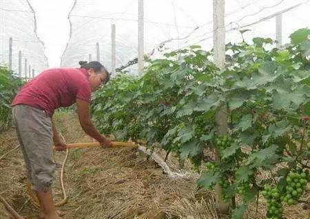 葡萄树 夏季管理全套技术(葡萄树的夏季基本管理)