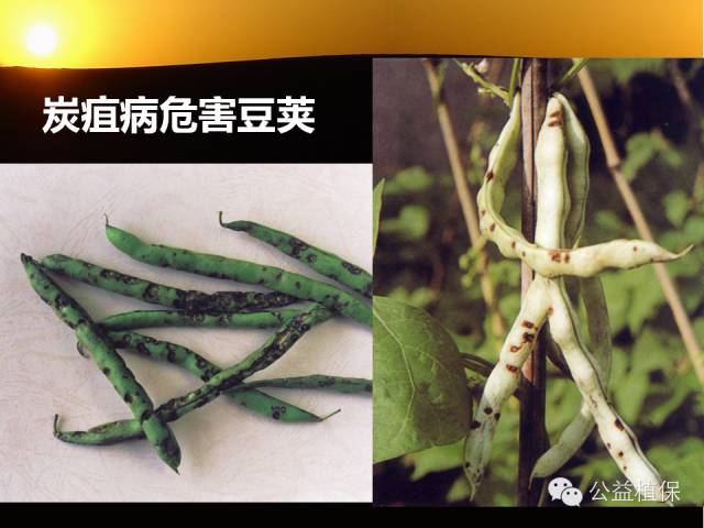 大棚蔬菜病害鉴定图册(大棚蔬菜的病虫害防治)