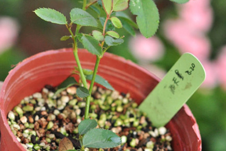 满天星怎么种植(满天星植物)