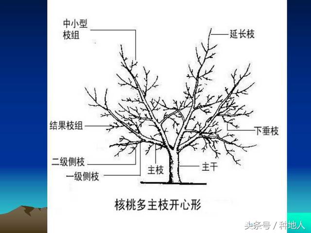 核桃整形修剪技术图解(树木整形修剪技术图解)