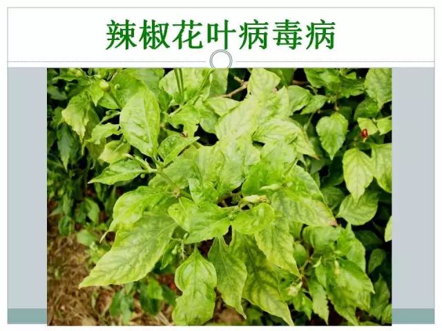 辣椒病虫害高清图谱 解决方案(小米辣椒的种植及病虫害预防)