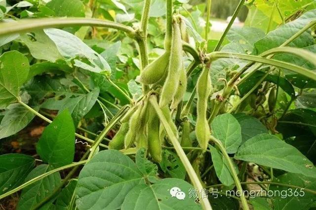 大豆高产植保技术(黄瓜高产栽培技术)