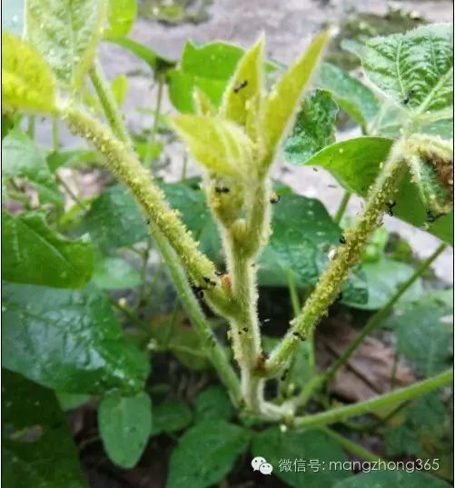 大豆高产植保技术(黄瓜高产栽培技术)