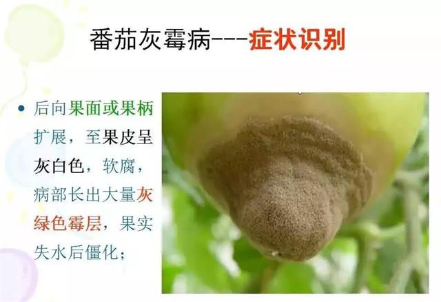 番茄病虫害图解及防治方法(番茄病虫害图片与防治方法)