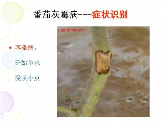 番茄病虫害图解及防治方法(番茄病虫害图片与防治方法)