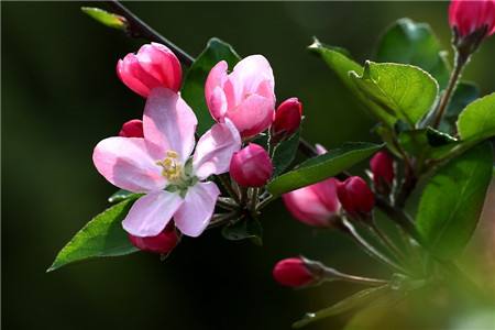 海棠花花语(海棠花花语及唯美句子)