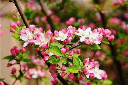 海棠花花语(海棠花花语及唯美句子)