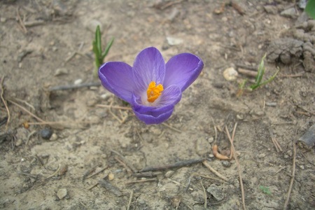 藏红花的养殖方法(藏红花可以开几次花)