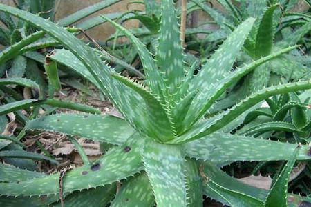 室内吸甲醛最好的植物排名