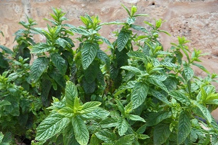 薄荷热天怎么种植(食用薄荷怎么种植)