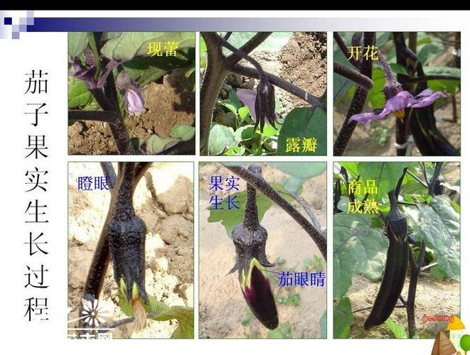 茄子种植时间及移栽管理问题介绍