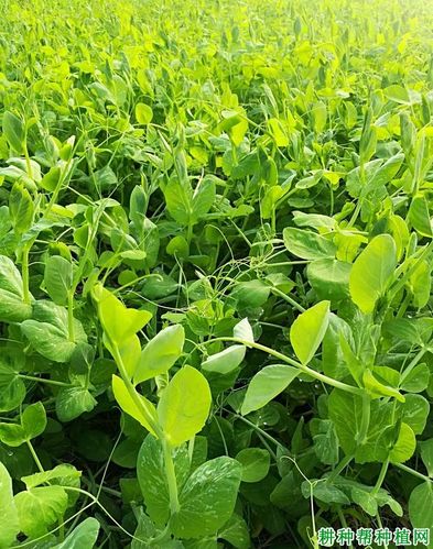 大棚豌豆尖种植技术