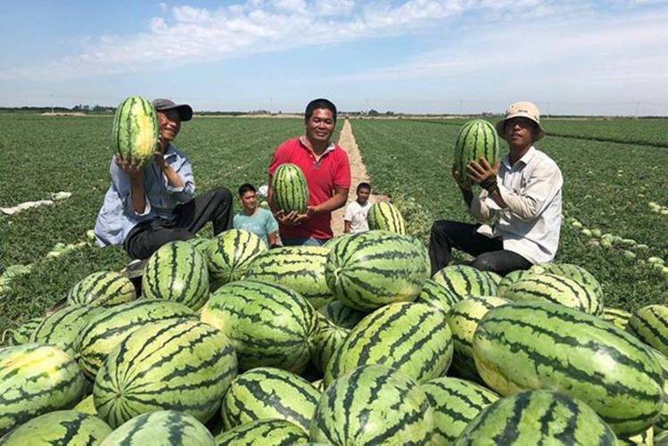 中国人在非洲种植西瓜