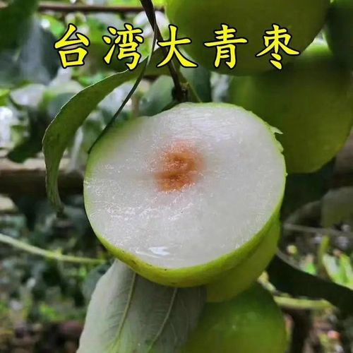 台湾大青枣种植条件