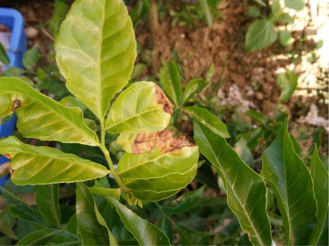 黄皮果树花芽分化用什么药