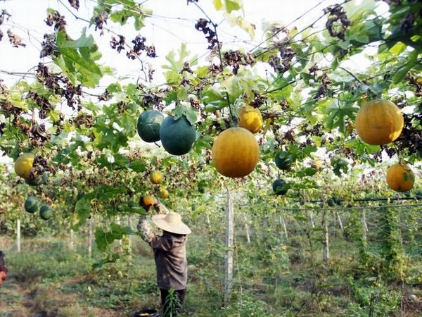 吊瓜子怎样种植