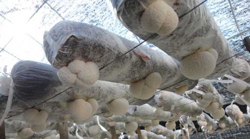 龙爪菇种植技术