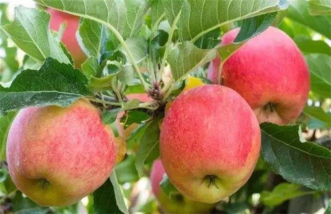 苹果冬季管理技术(苹果树夏季管理技术)